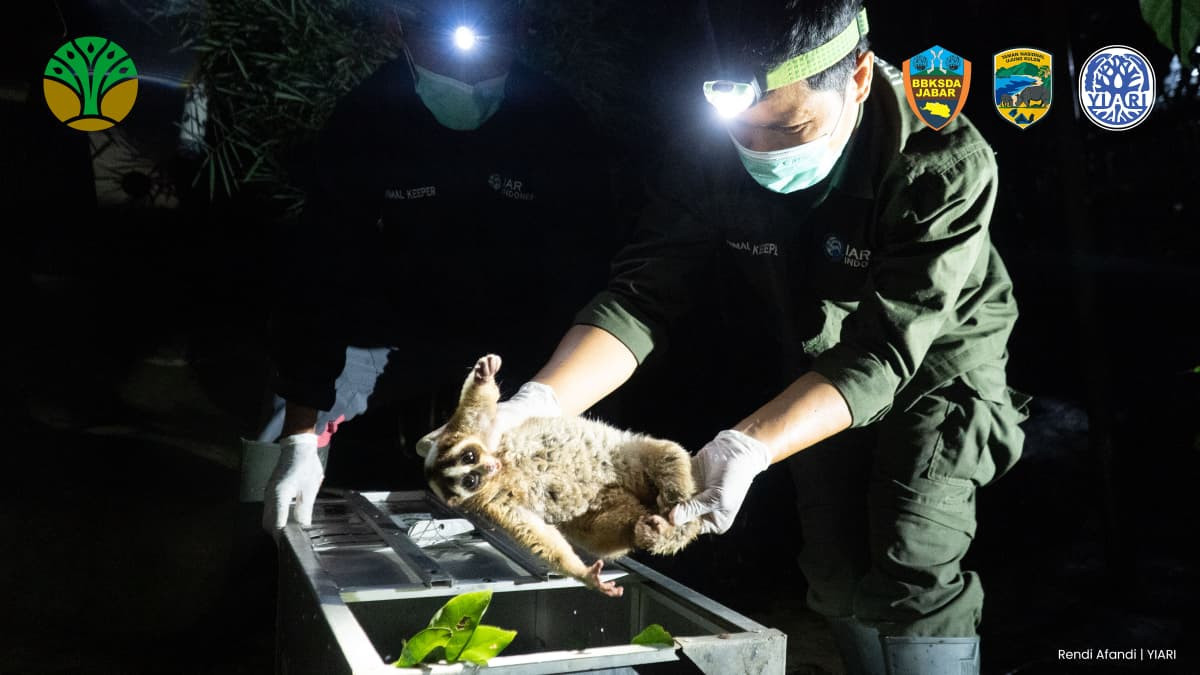 Setelah Habituasi, 8 Kukang Jawa Dilepasliarkan di Kawasan TNUK Agar Lestari